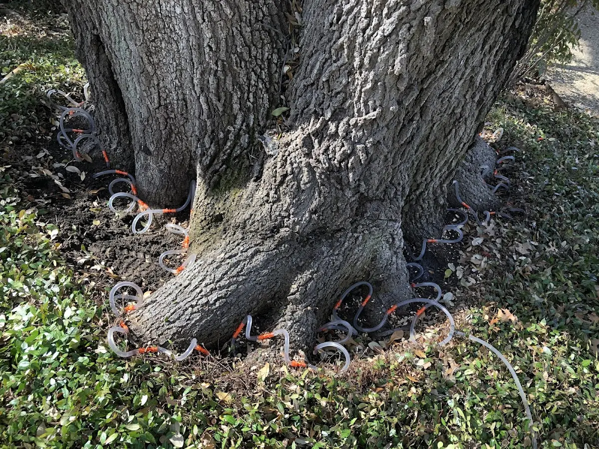 Detailed Tree Cabling and Bracing job site in Bainville