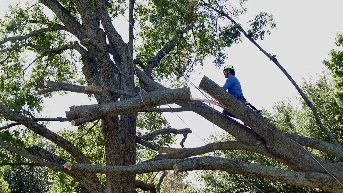 Professional Crown Thinning performed by certified arborists in Bainville