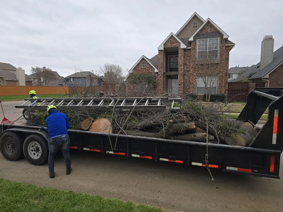 Expert Tree Removal with proper safety equipment in Bainville